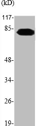 TYR Antibody