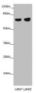 Tyrosine-protein phosphatase non-R type 6 antibody