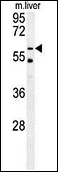 TYSND1 antibody