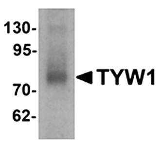 TYW1 Antibody