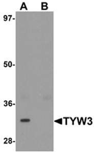 TYW3 Antibody