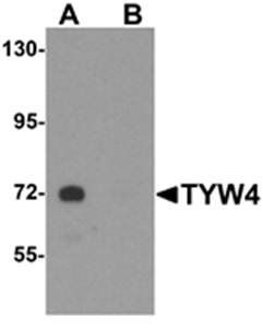 TYW4 Antibody