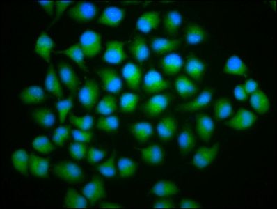 TYW5 Antibody