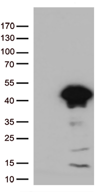 U2AF1L3 (U2AF1L4) antibody