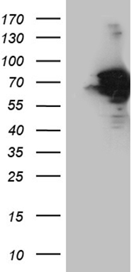 U2AF1L3 (U2AF1L4) antibody