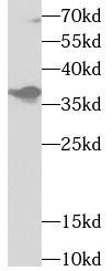 U2AF35 antibody