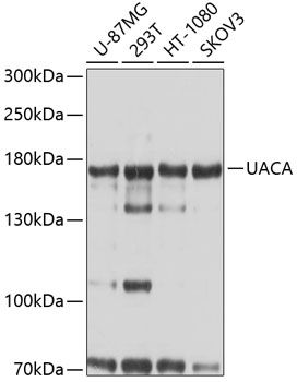 UACA antibody