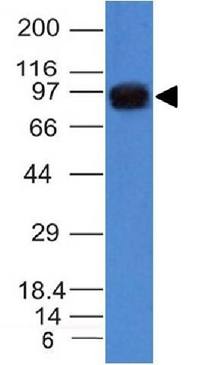 UACA antibody