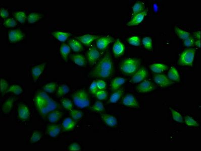 UBA1 Antibody