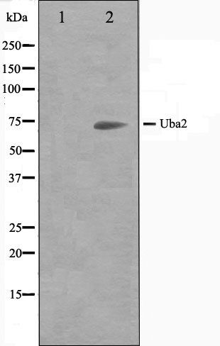 Uba2 antibody