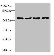 UBA5 Antibody