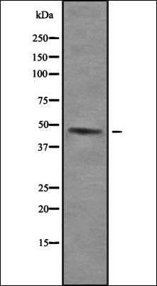 Uba5 antibody