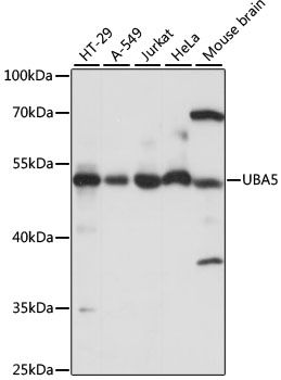UBA5 antibody