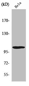 UBA7 Antibody