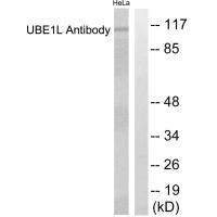 UBA7 antibody