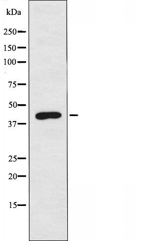 UBAC1 antibody