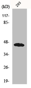 UBAC1 Antibody