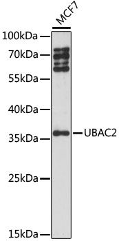 UBAC2 antibody