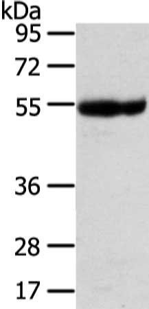 UBAP1 Antibody