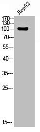 UBAP2L antibody