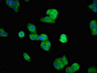 UBASH3A Antibody