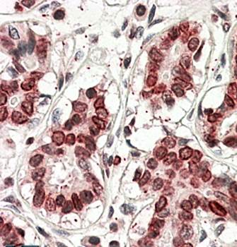 Goat anti-STS2 / TULA (aa470-482) Antibody