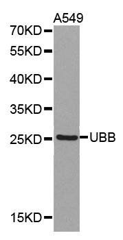 UBB antibody