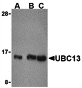 UBC13 Antibody