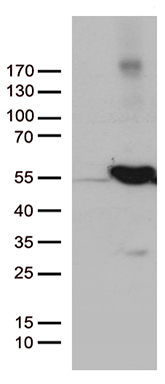 UBE1C (UBA3) antibody