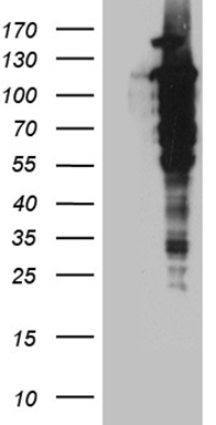 Ube1L (UBA7) antibody