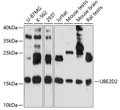 UBE2D2 antibody