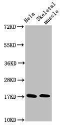 UBE2D3 antibody