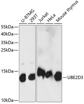 UBE2D3 antibody