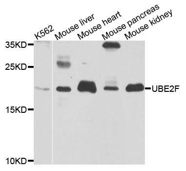 UBE2F antibody