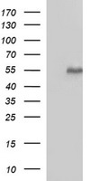 UBE2G2 Antibody