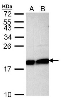 Ube2L3 antibody