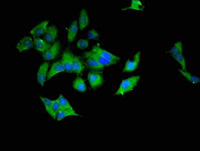 UBE2L6 Antibody