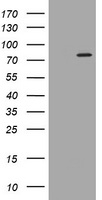 UBE2M antibody