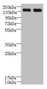 UBE2O Antibody
