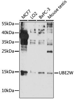 UBE2W antibody