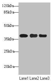 UBE2Z antibody