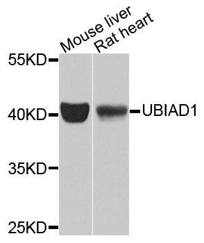 UBIAD1 antibody