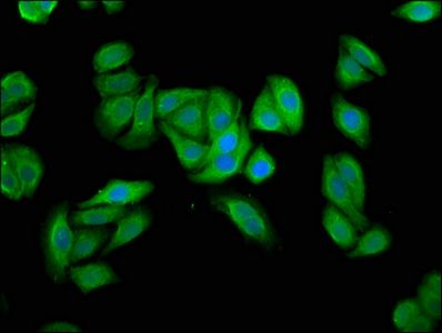 UBIAD1 antibody