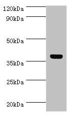 ATG3 Antibody