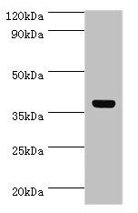 Ubiquitin-like-conjugating enzyme ATG3 antibody