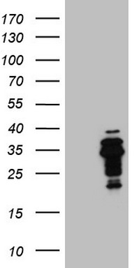 UBL3 Antibody
