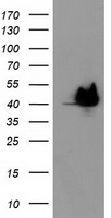 UBL4A antibody