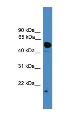 UBL4A antibody