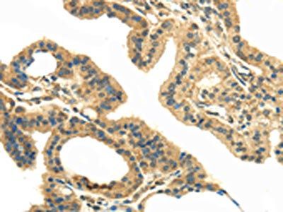 UBL4A Antibody