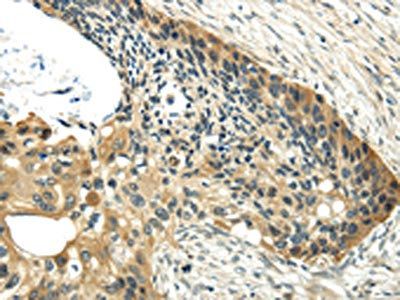 UBL4A Antibody